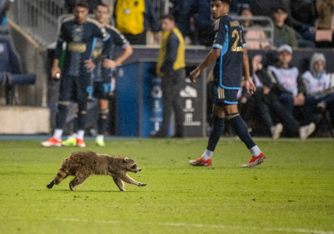 Waschbär auf dem Rasen erheitert Fußball-Fans in den USA